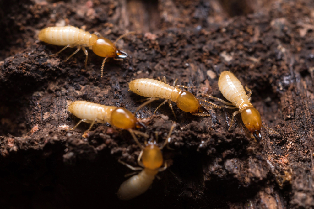 termite inspections